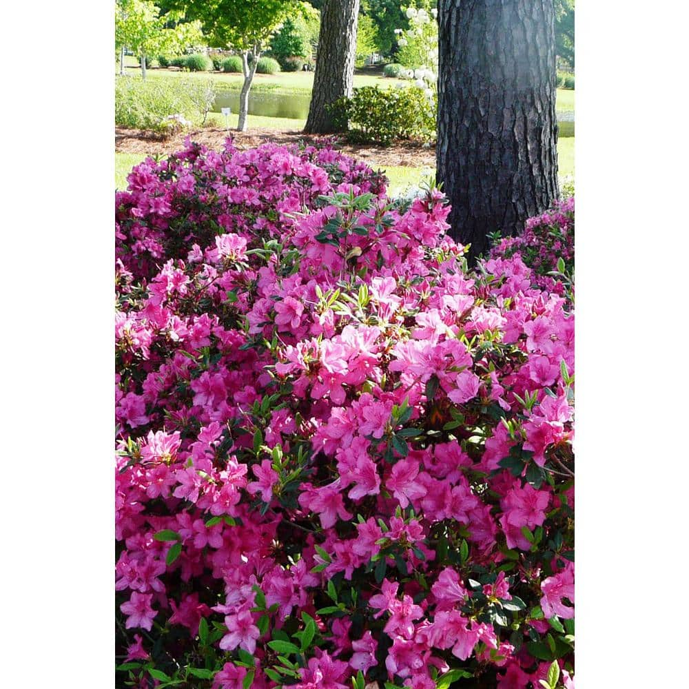 1 Gal. Autumn Sangria Shrub with Neon Pink Reblooming Flowers - Hercitys