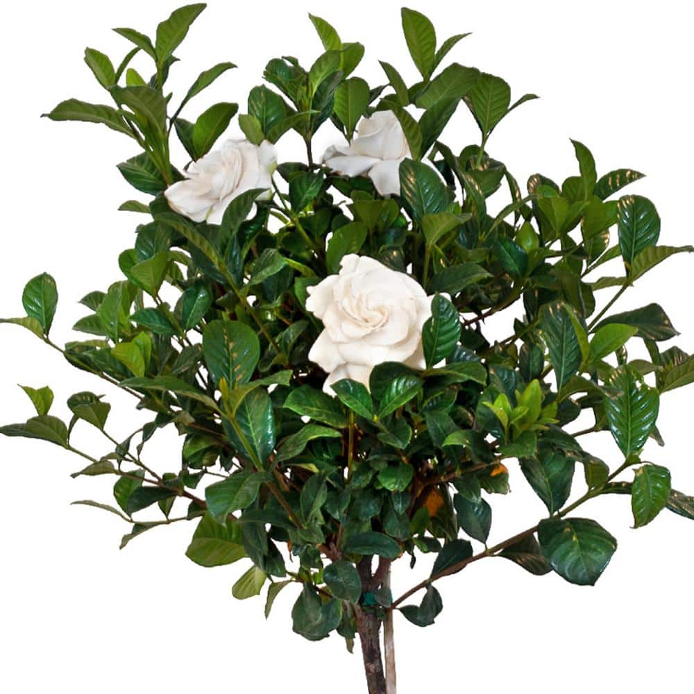 34.in to 40 in. Tall Gardenia Aimee Standard Live Gardenia Jasminoides Outdoor Plant in 9.25 in. Grower Pot - Hercitys