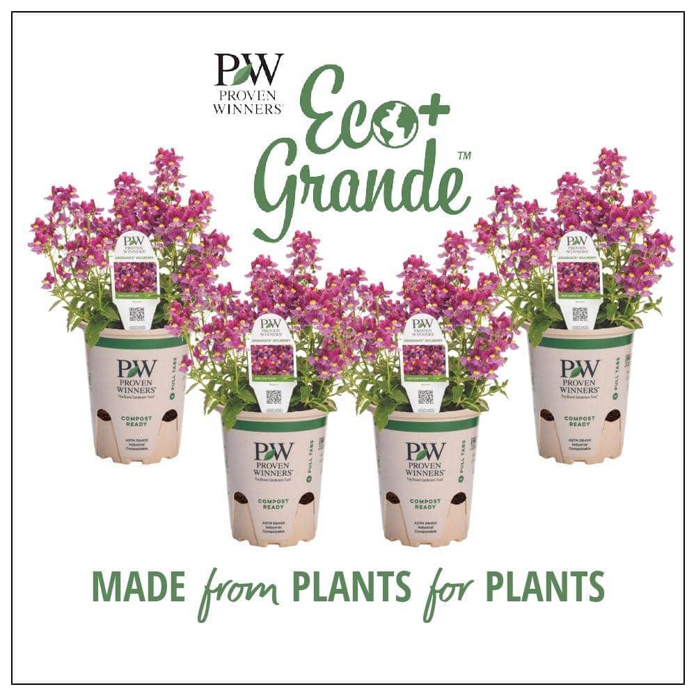 4.25 in. Eco+Grande Aromance Mulberry (Nemesia) Live Plant, Purple Flowers (4-Pack) - Hercitys