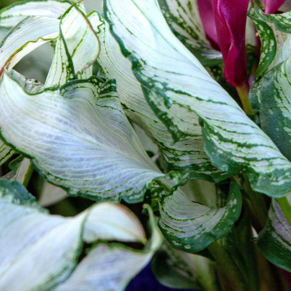 1 gal. Calla Lily Frozen Queen Perennial Plant with White Flowers - Hercitys