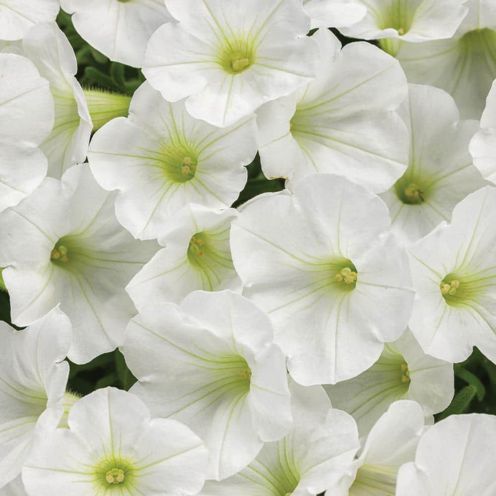 4.25 in. Eco+Grande Supertunia Mini Vista White (Petunia) Live Plants, White Flowers ((4-Pack)) - Hercitys