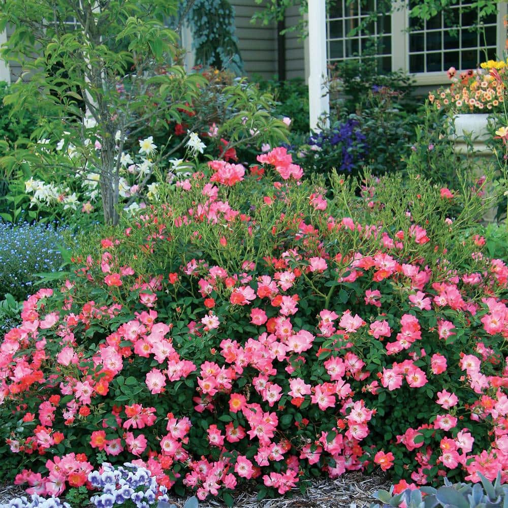 1 Gal. Pink Drift Rose Bush with Pink Flowers (2-Pack) - Hercitys