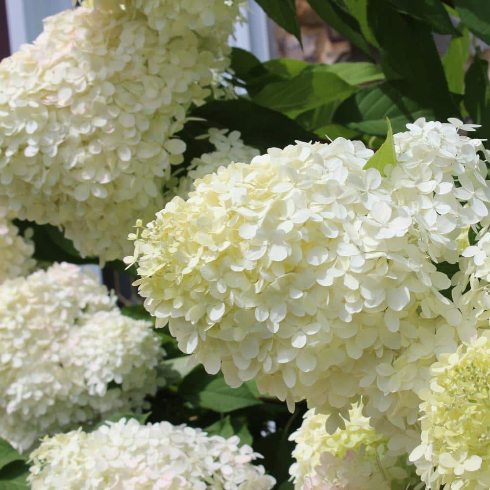 2 Gal. Hydrangea Phantom Tree with White Blooms (1-Plant) - Hercitys