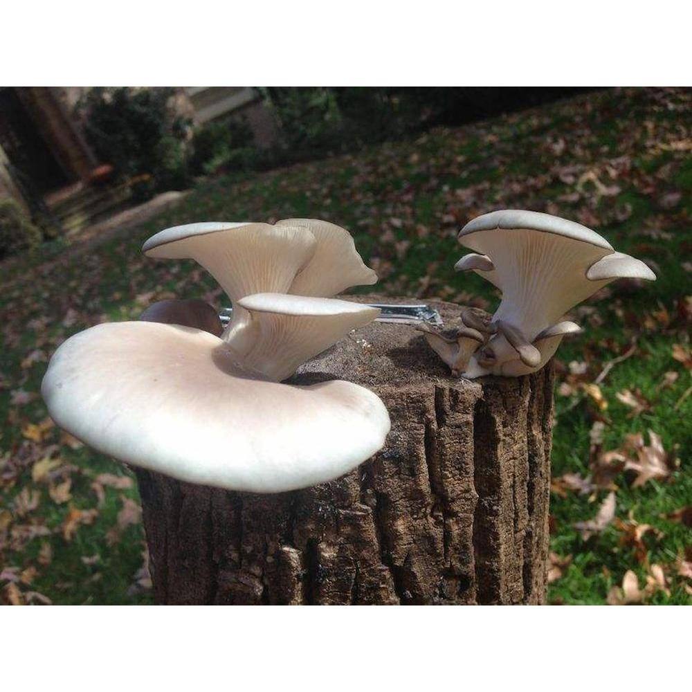 12 in. Oyster Mushroom Log - Hercitys