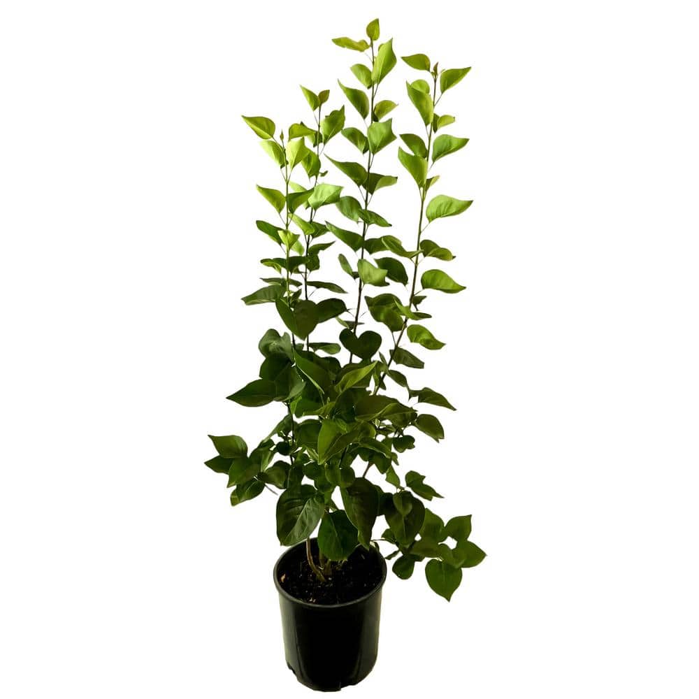 2.25 Gal. Congo Lilac with Large Red-Purple Flowers - Hercitys