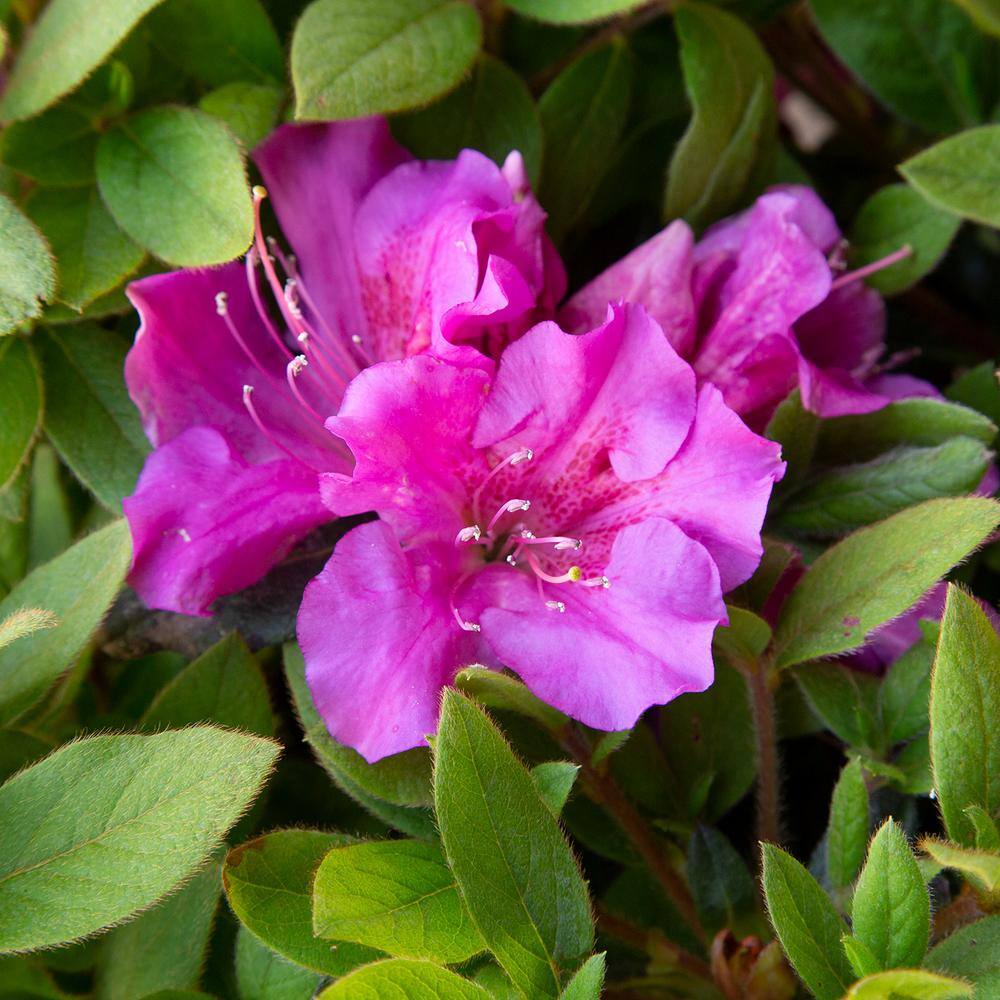 1 Gal. Autumn Royalty Reblooming Azalea Shrub with Purple Flowers - Hercitys