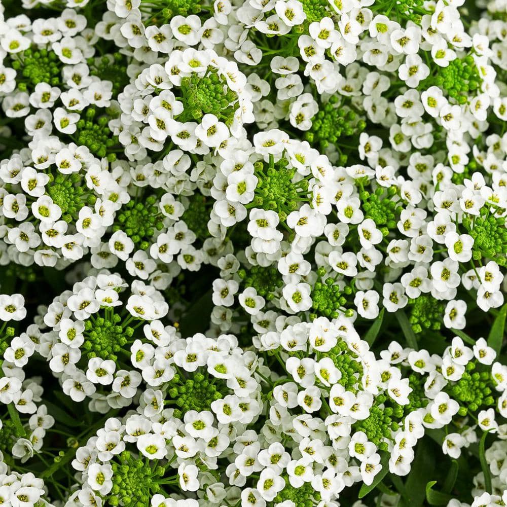 4.25 in. Eco+Grande White Knight Sweet Alyssum (Lobularia) Live Plant, White Flowers (4-Pack) - Hercitys