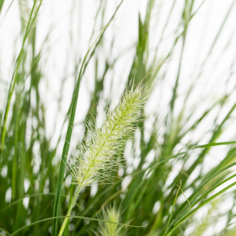 1.5 Gal. Grass Pennisetum Hameln Perennial Plant (1-Pack) - Hercitys