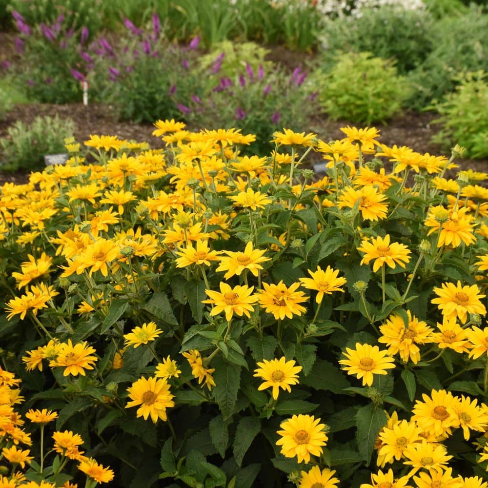 0.65 Gal. Tuscan Gold False Sunflower (Heliopsis helianthoides) Live Perennial Plant with Yellow Flowers - Hercitys