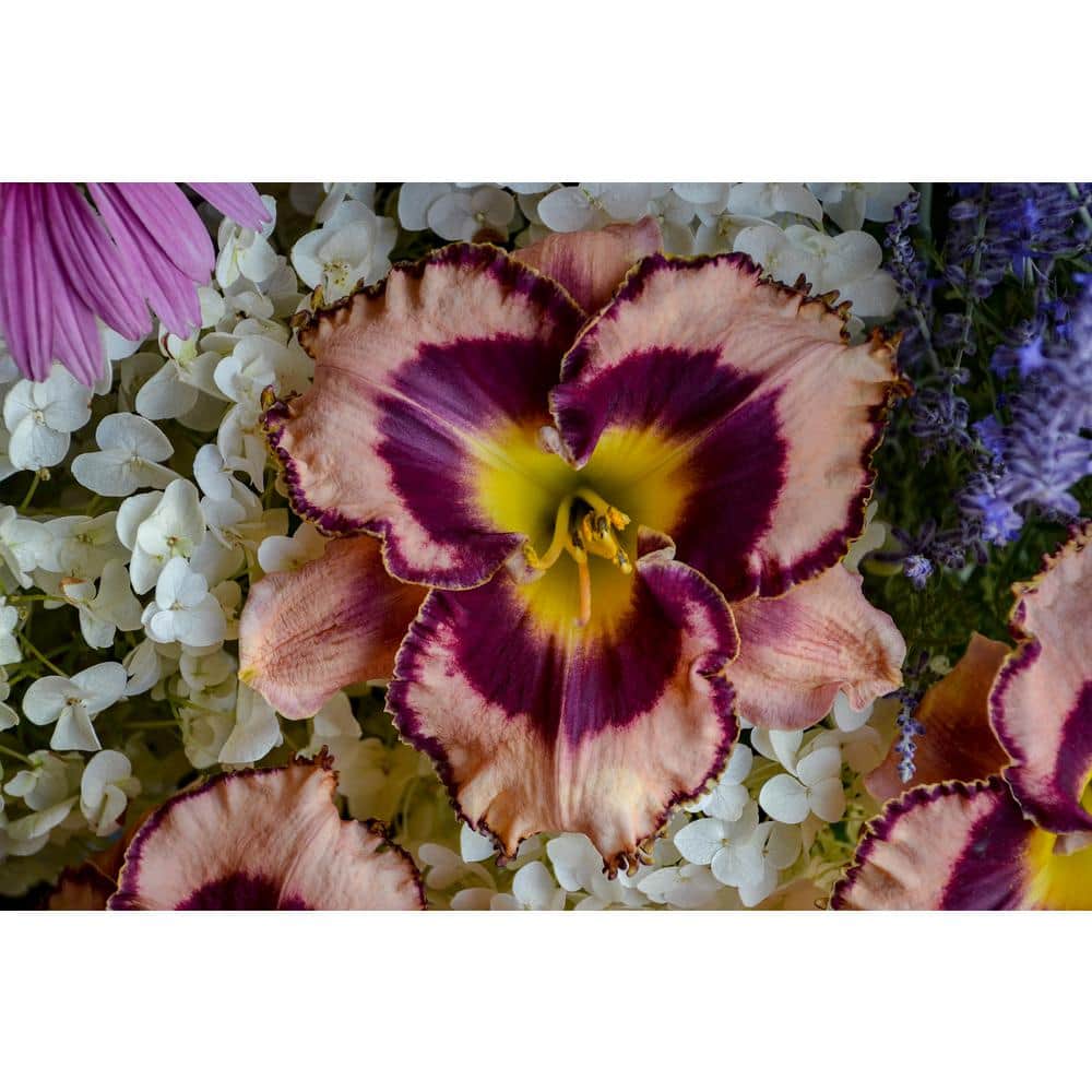 0.65 Gal. Rainbow Rhythm ‘Sound of My Heart’ Daylily (Hemerocallis hybrid), Live Plant, Pink/Purple Flowers (1-Pack) - Hercitys