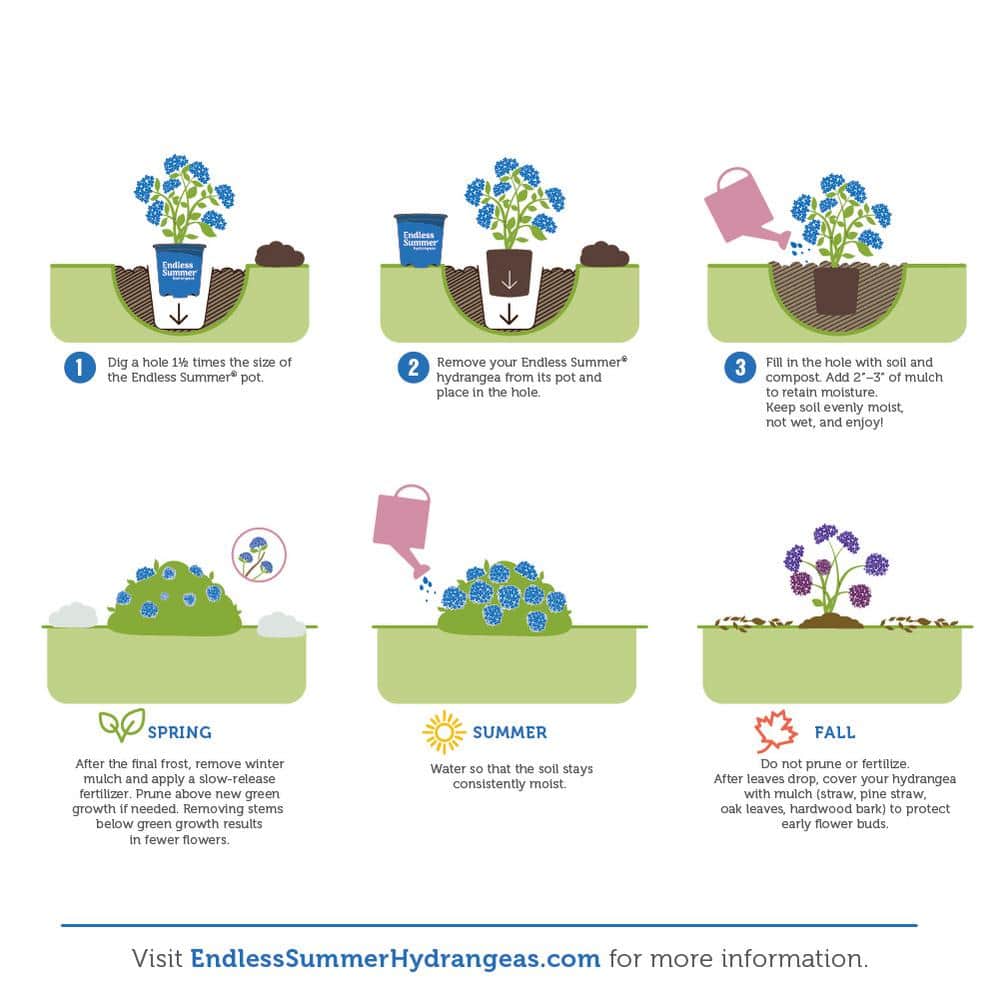 #3 Container Endless Summer Hydrangea Flowering Shrub Single Plant - Hercitys
