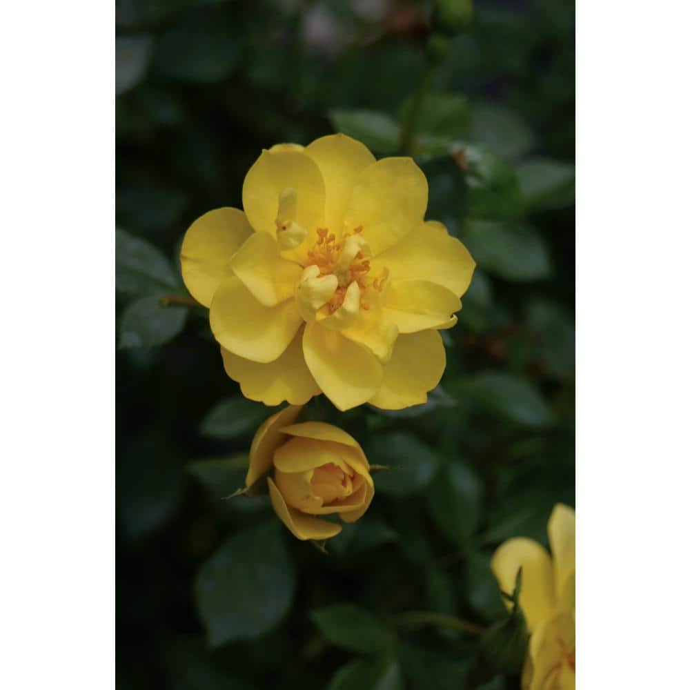 1 Gal. Oso Easy Lemon Zest Landscape Rose (Rosa) Live Shrub, Yellow Flowers - Hercitys