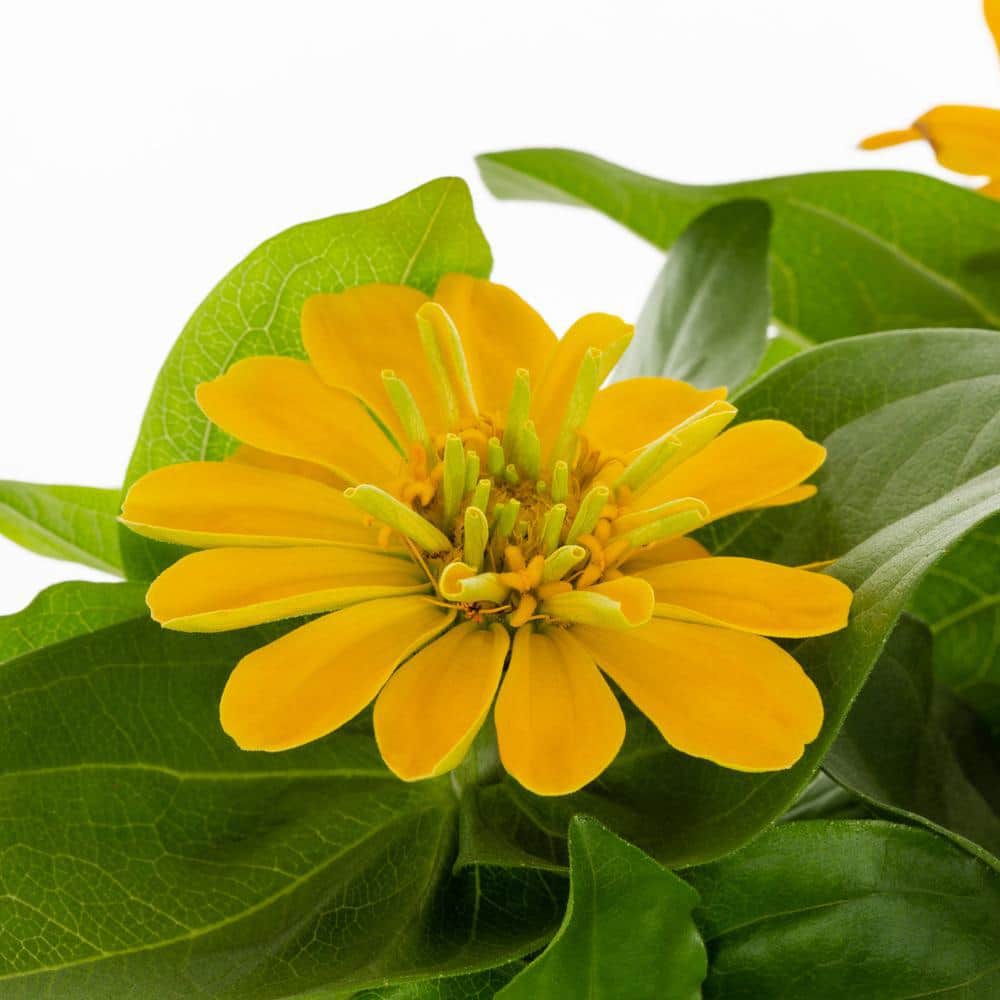 3 qt. Zinnia Yellow Annual Plant (2-Pack) - Hercitys
