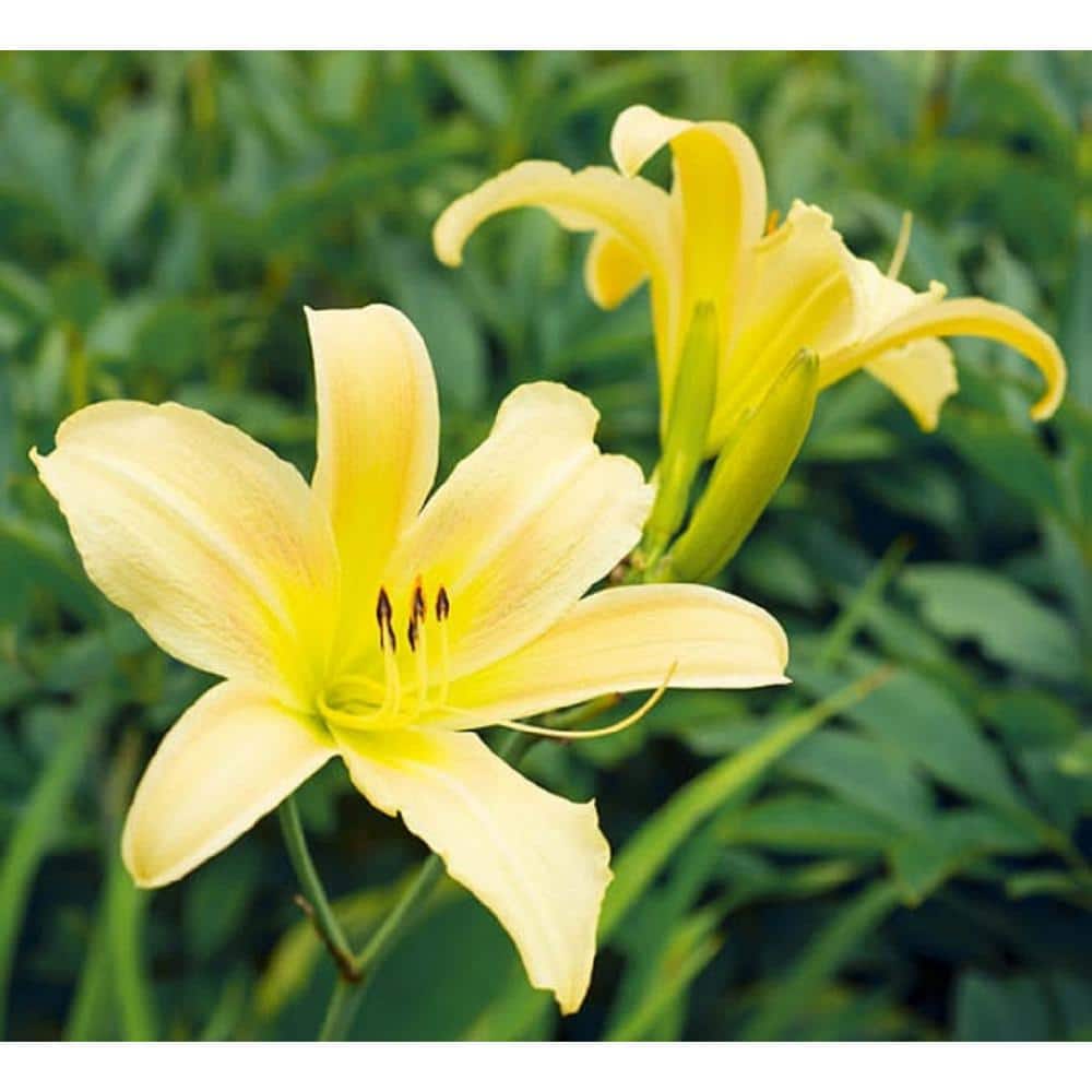 2.5 Qt. Day Lily Yellow Flowers in 6.3 in. Plastic Grower’s Pot (2-Packs) - Hercitys