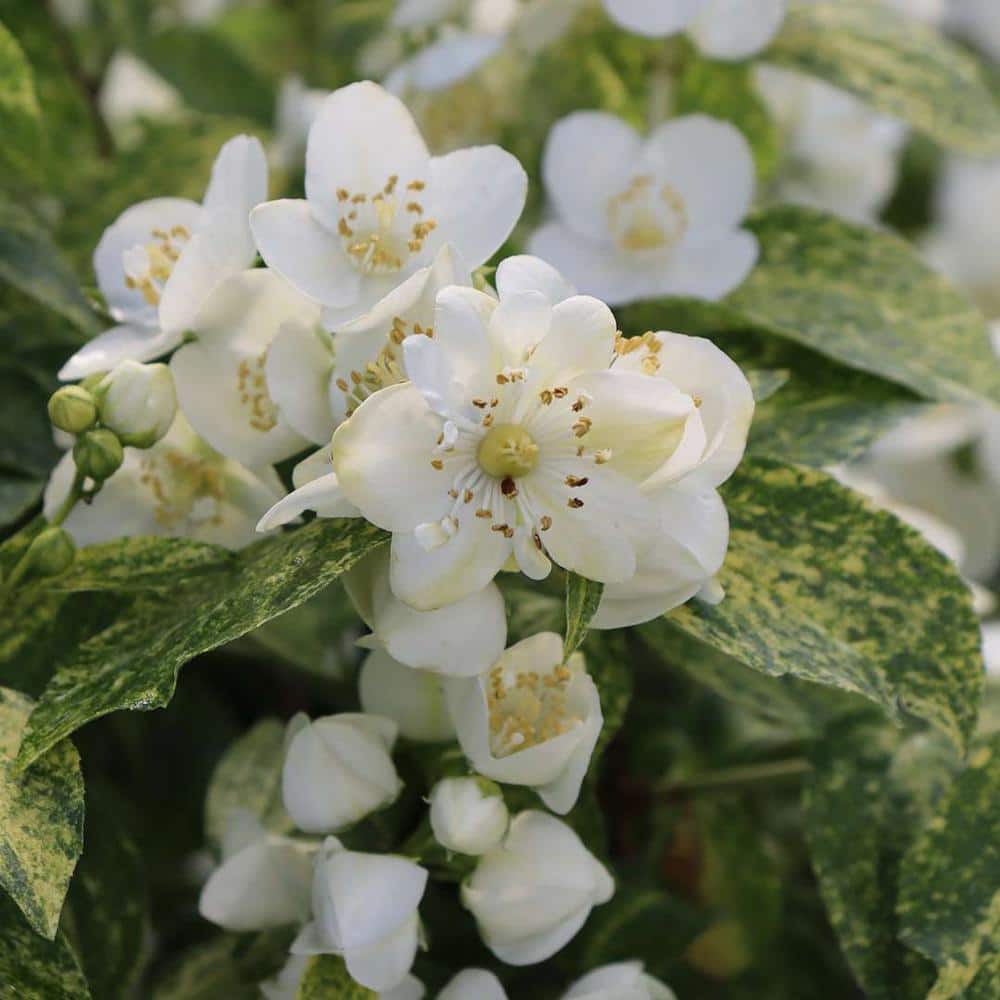 1 Gal. Illuminati Sparks (Philadelphus), Live Plants, Shrub, White Flowers - Hercitys