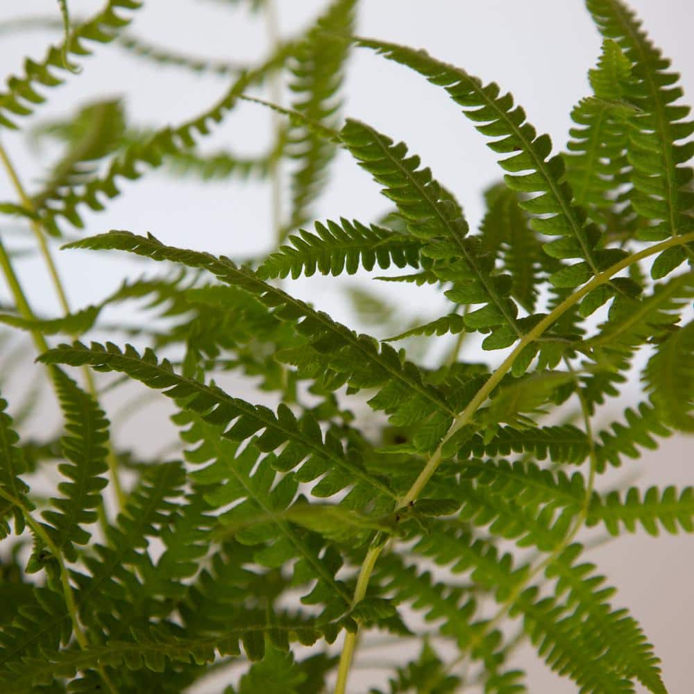 2.5 Qt. Southern Wood Fern, Live Evergreen Plant, Soft Green Foliage - Hercitys