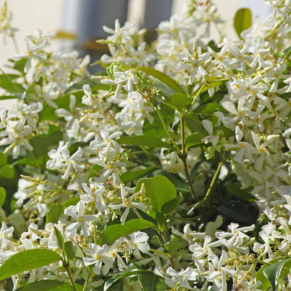 2.5 in. Star Jasmine Plant with White Flowers (3-Pack) - Hercitys