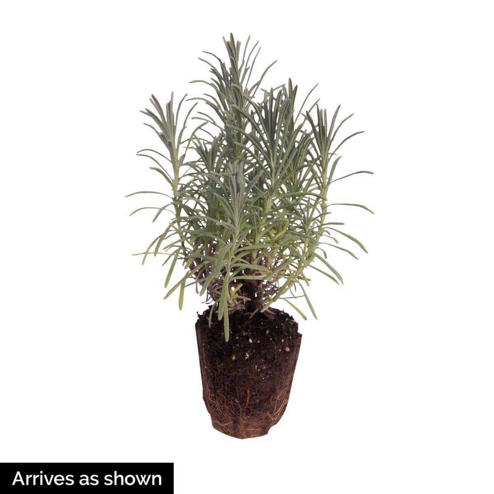 1 Gal. Pot, Senational Lavender Potted Flowering Perennial Plant (1-Pack) - Hercitys