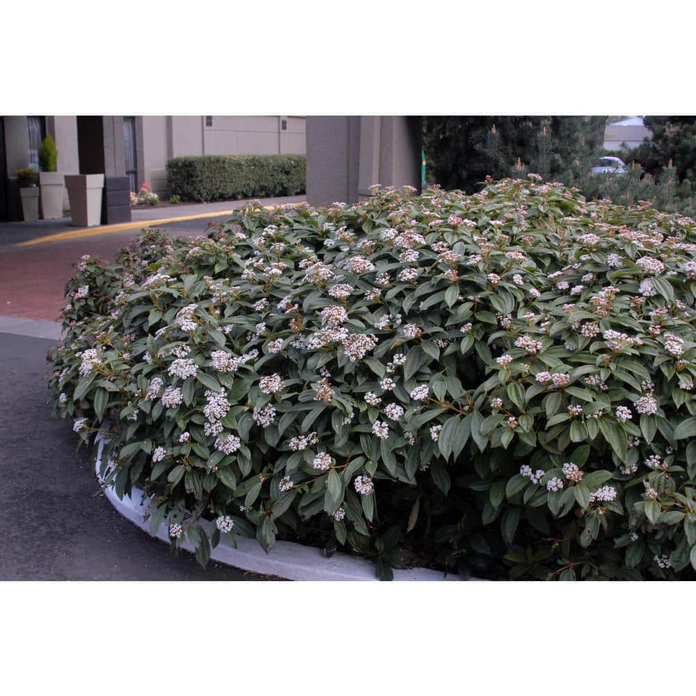 1 Gal. David Viburnum Evergreen Shrub - Hercitys