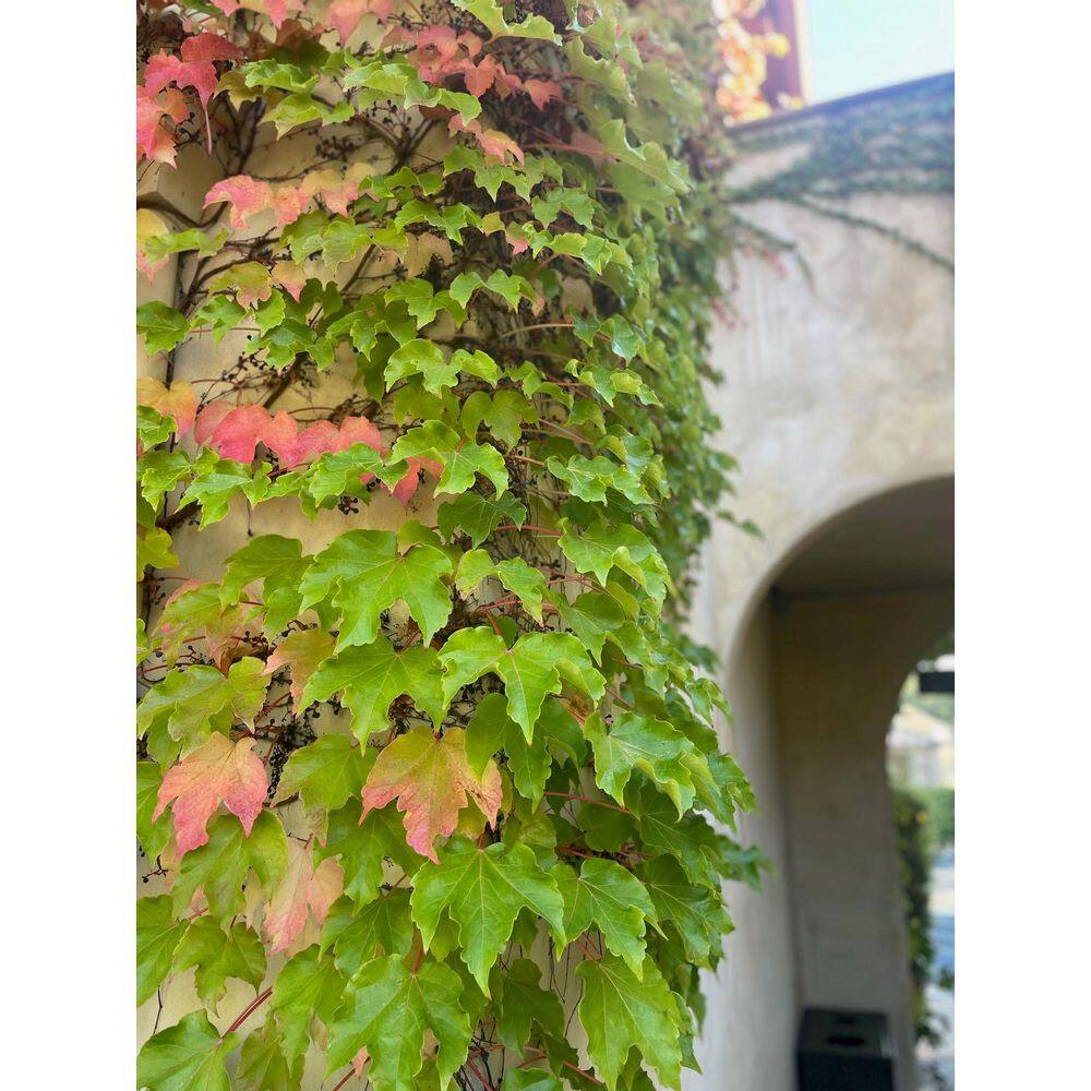 #5 Container Boston Ivy Perennial Vine Plant - Hercitys