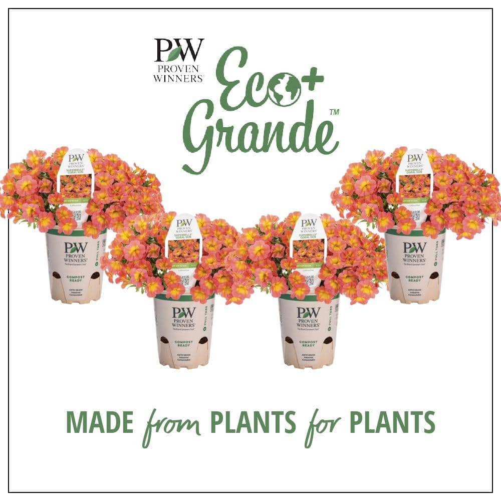 4.25 in. Eco+Grande, Superbells Coral Sun (Calibrachoa), Live Plant, Yellow and Pink Flowers (4-Pack) - Hercitys