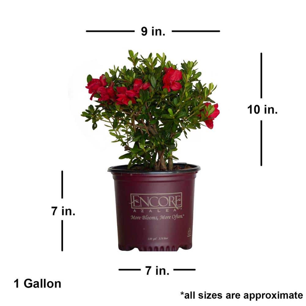 1 Gal. Autumn Bonfire Reblooming Azalea Shrub with Red Flowers - Hercitys