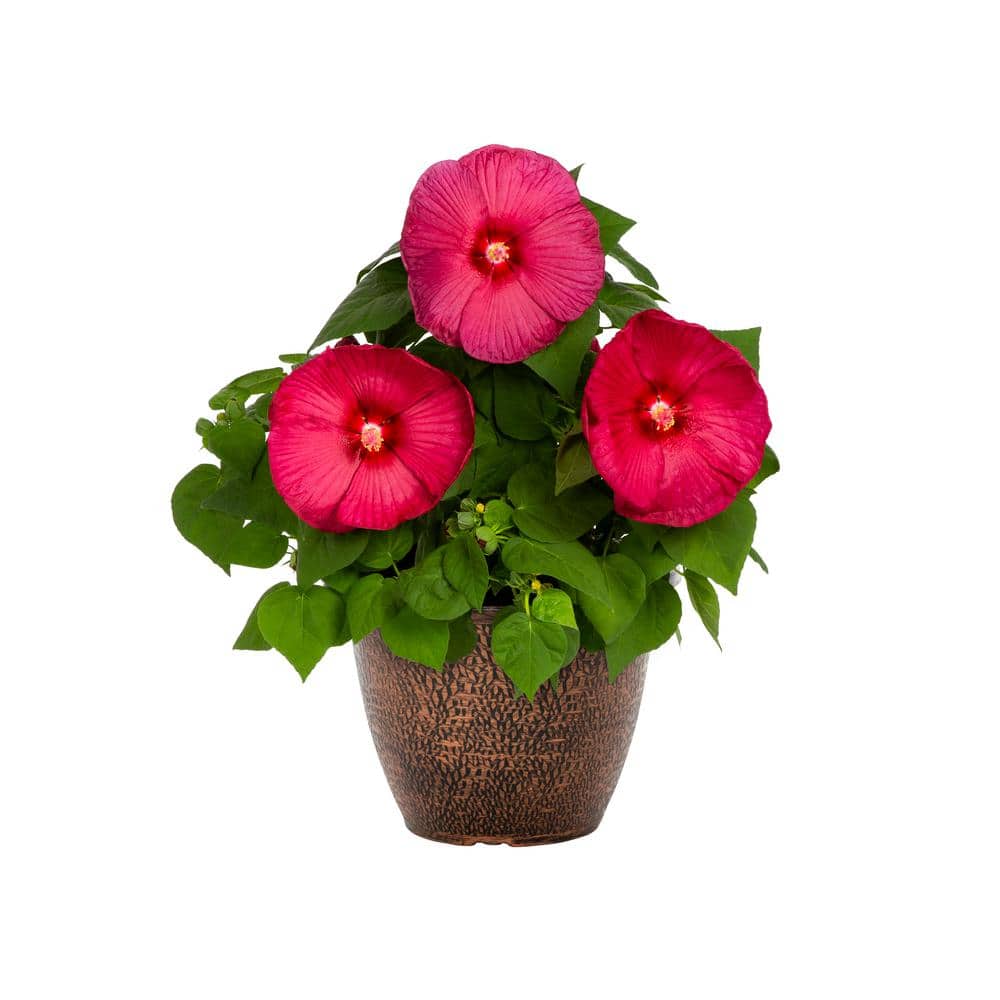 1.75 Gal. Hibiscus Luna Red Perennial Plant (1-Pack) - Hercitys