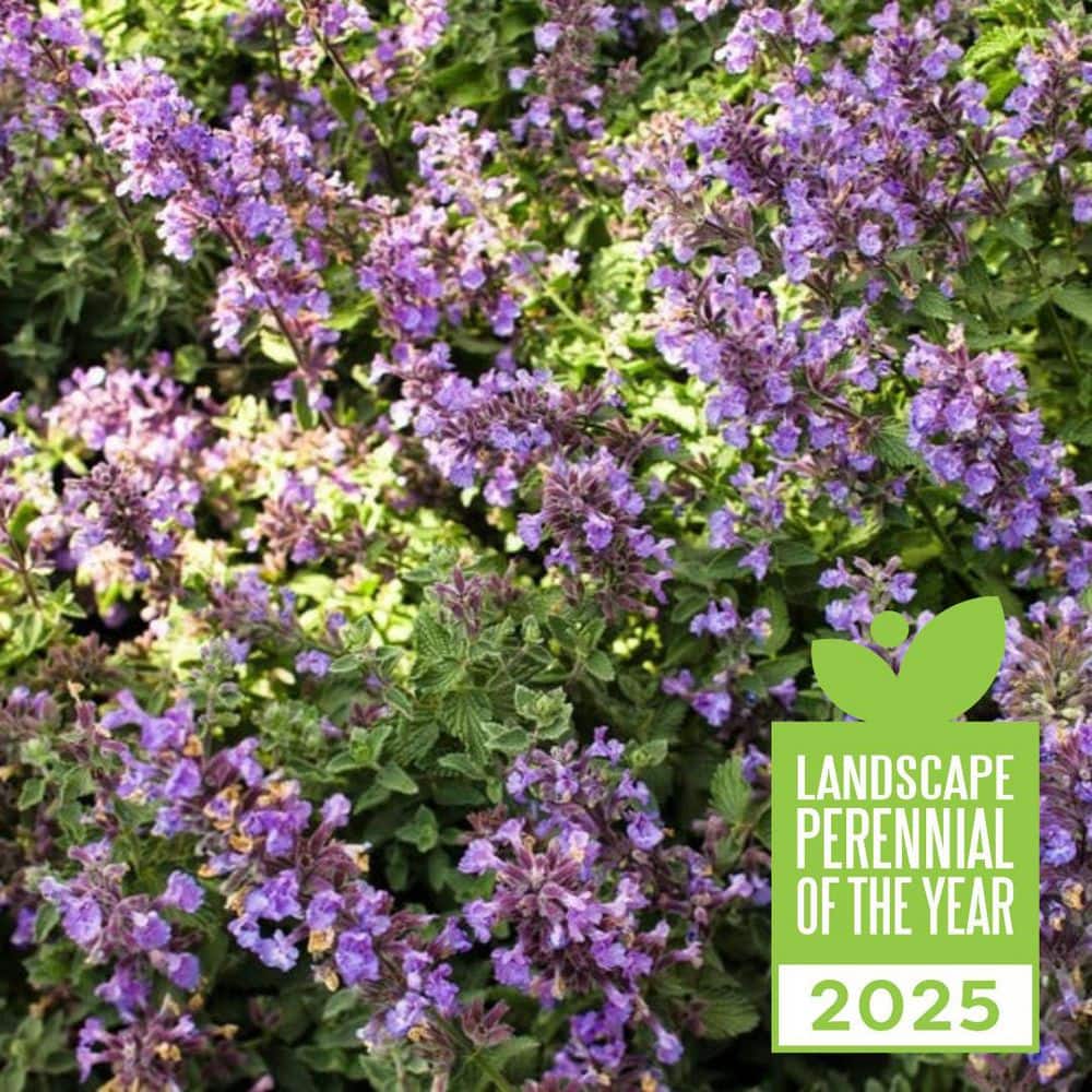 0.65 Gal. Cats Meow Catmint (Nepeta Fassenii) Live Perennial Plant with Blue Flowers - Hercitys