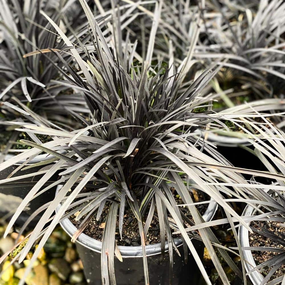 #1 Container Black Mondo Grass Plants (4-Pack) - Hercitys