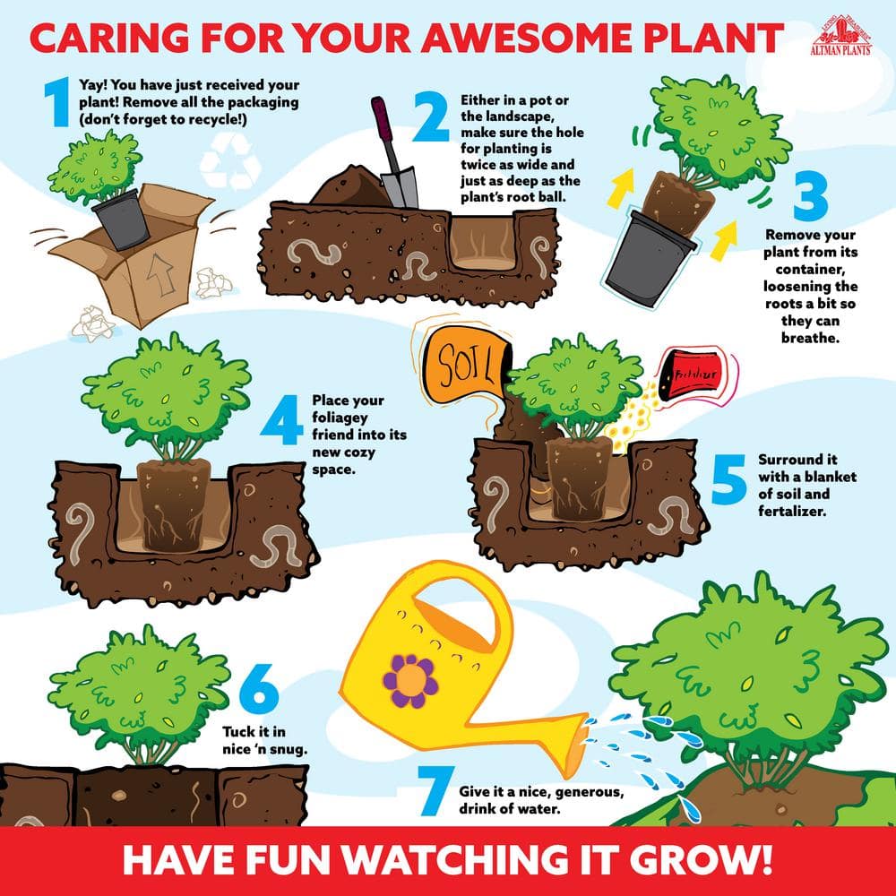 1 Gal. Leucophyllum Silverado Sage Color Plant - Hercitys