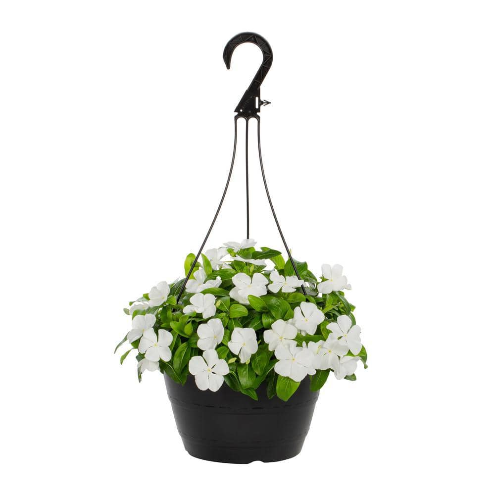 1.25 Gal. Vinca Catharanthus White Swirl Hanging Basket Annual Plant (1-Pack) - Hercitys
