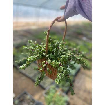 5.3 in. Portulacaria afra Succulent, With Light Pink Flowers - Hercitys