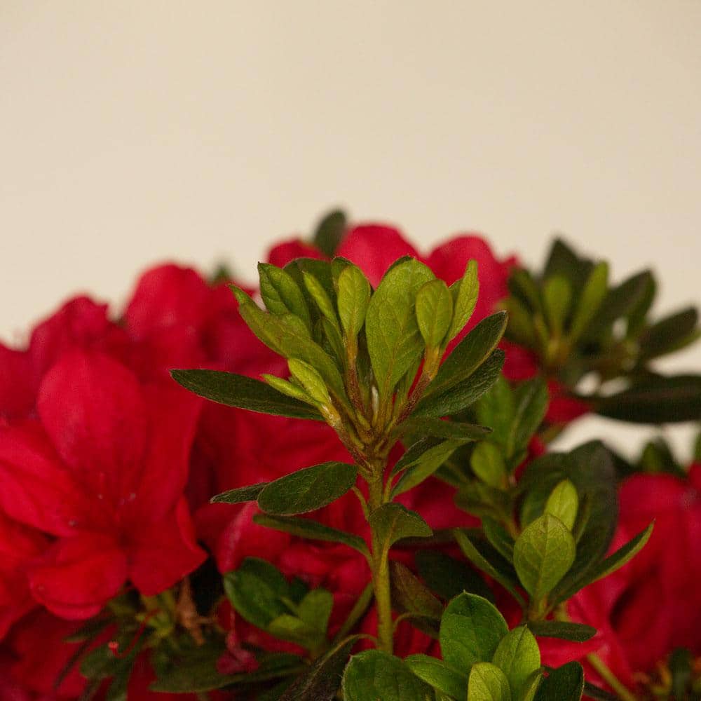 1 Gal. Autumn Bonfire Reblooming Azalea Shrub with Red Flowers - Hercitys