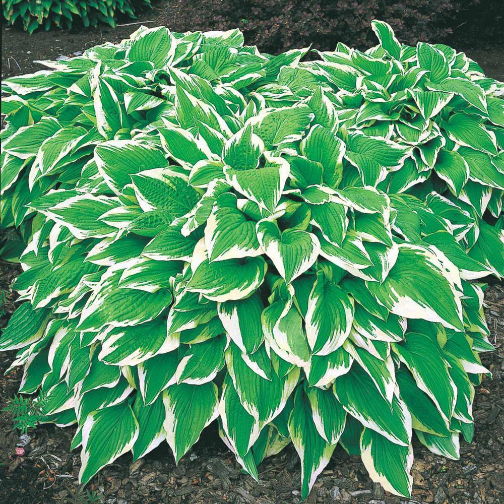 1 Gal. Pot, Albo Marginata Hosta Potted Perennial Plant (1-Pack) - Hercitys