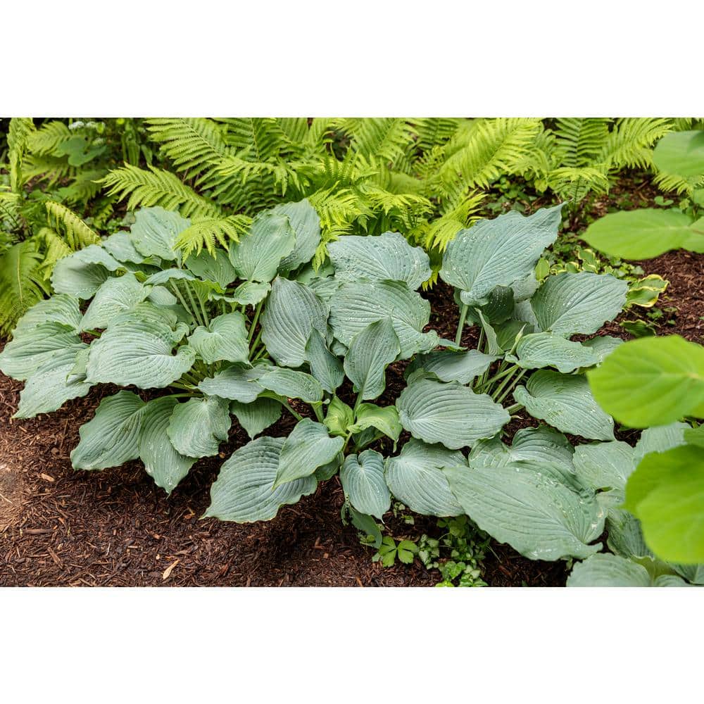 0.65 Gal. Shadowland Diamond Lake (Hosta) Live Plant, Lavender Flowers and Blue Foliage - Hercitys
