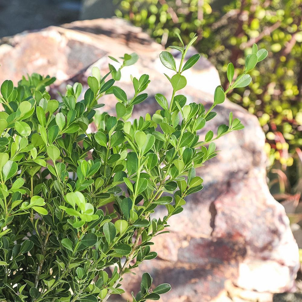 1 Gal. Japanese Boxwood Shrub Plant - Hercitys