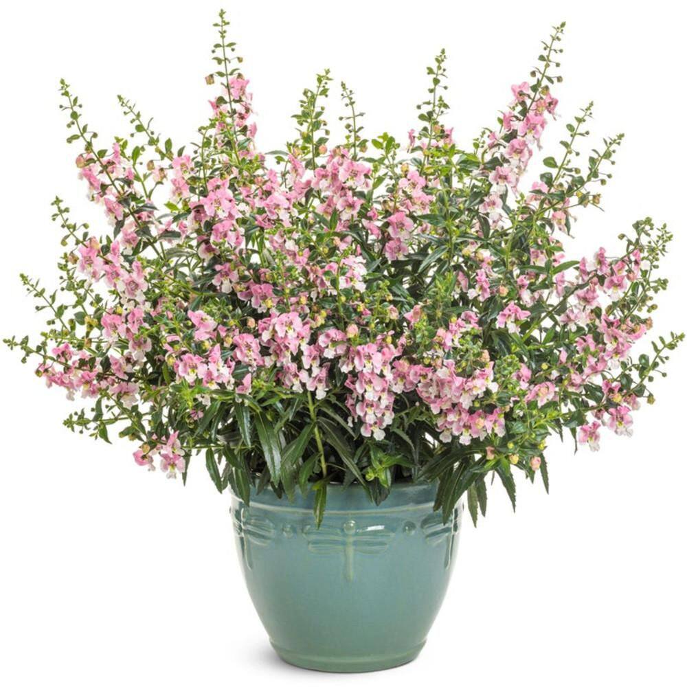 4.25 in. Eco+ Grande Angelface Wedgewood Pink Summer Snapdragon (Angelonia hybrid) Annual Plant with Pink Flowers 4-Pack - Hercitys