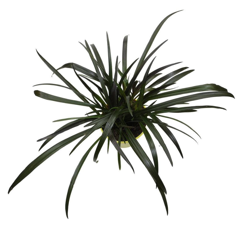 4 qt. Red Bog Lily (Crinum Menehune) Perennial Outdoor Plant with Pink Blooms in Grower Pot - Hercitys