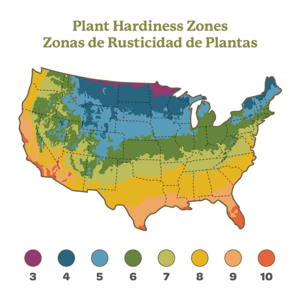 1 Gal. Blue Angel Hosta, Live Perennial Plant, Blue-Green Foliage - Hercitys