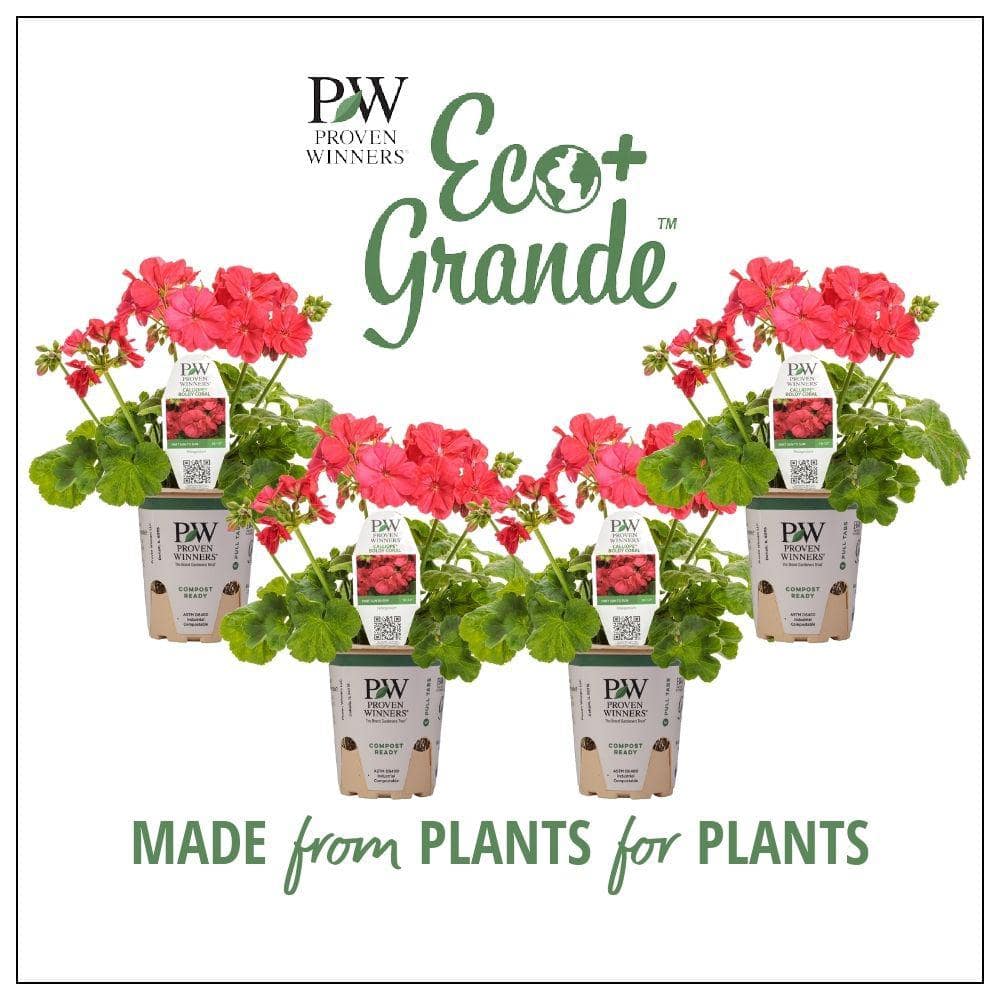 4.25 in. Eco+Grande Boldly Coral Geranium (Pelargonium) Live Plant, Pink Flowers (4-Pack) - Hercitys
