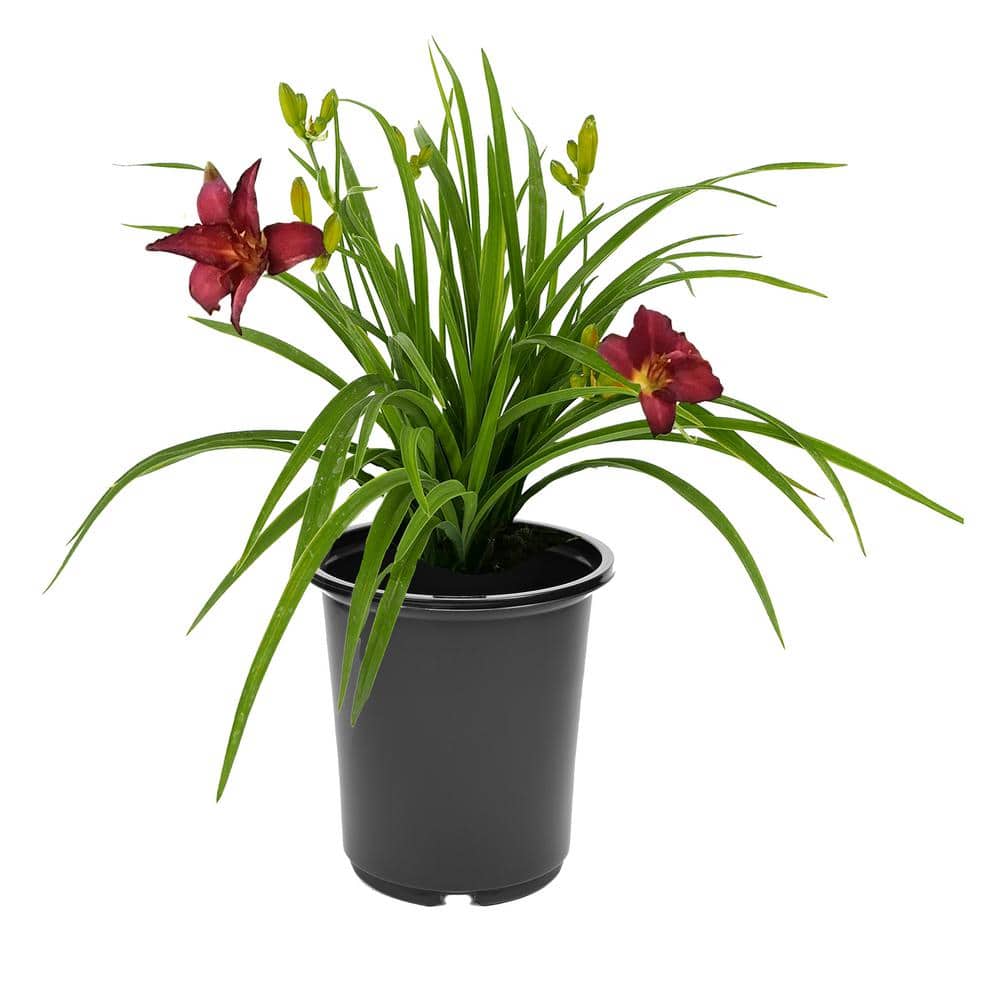 2.5 qt. Hemerocallis Perennial Plant with Red Flowers-(1-Pack) - Hercitys