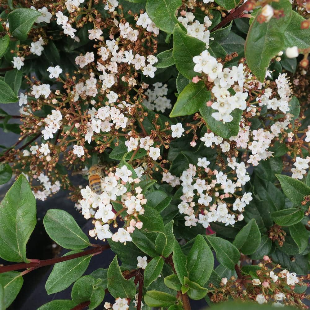 #3 Spring Bouquet Viburnum Shrub (2-Pack) - Hercitys