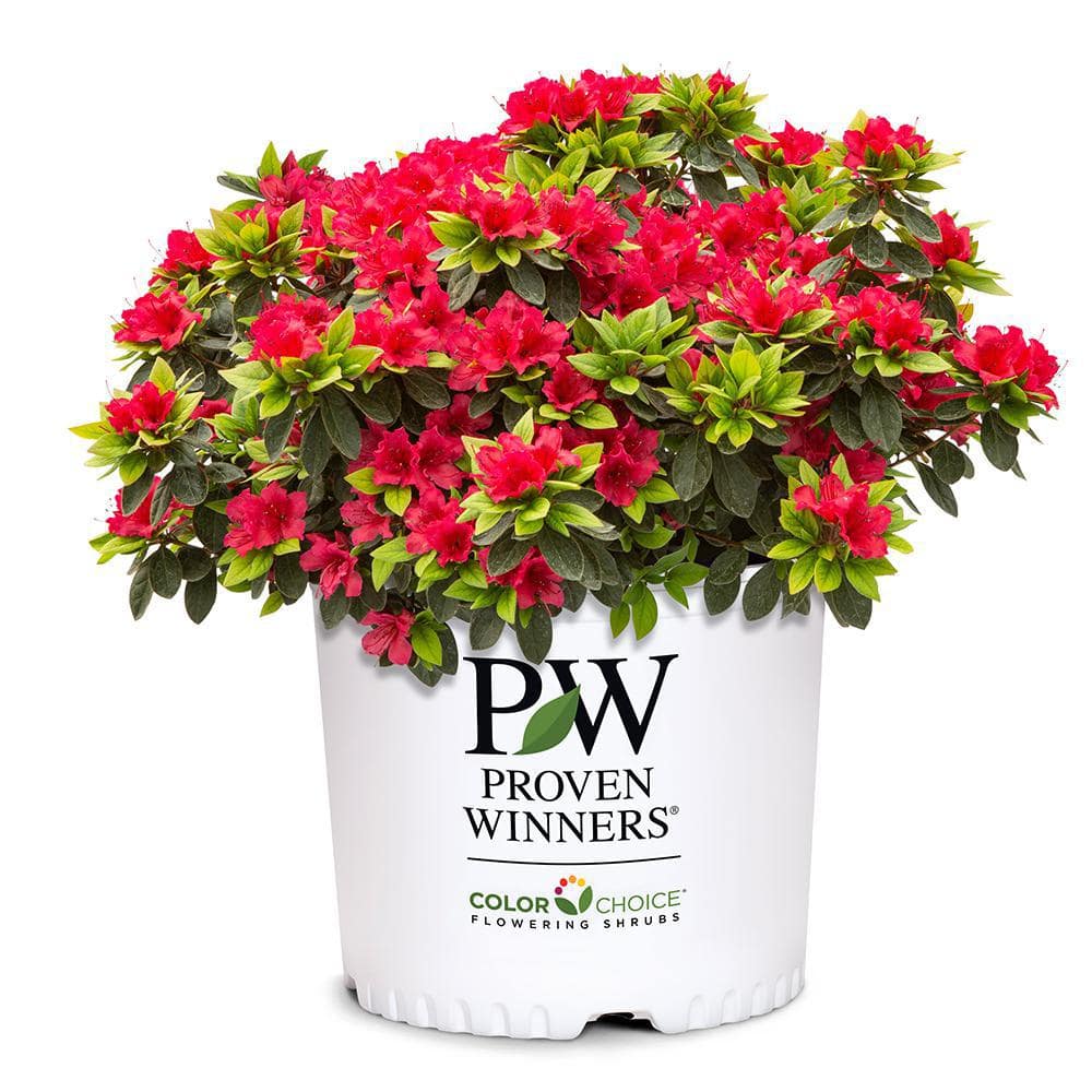 2 Gal. Perfecto Mundo Red Azalea Shrub with Red Flowers - Hercitys