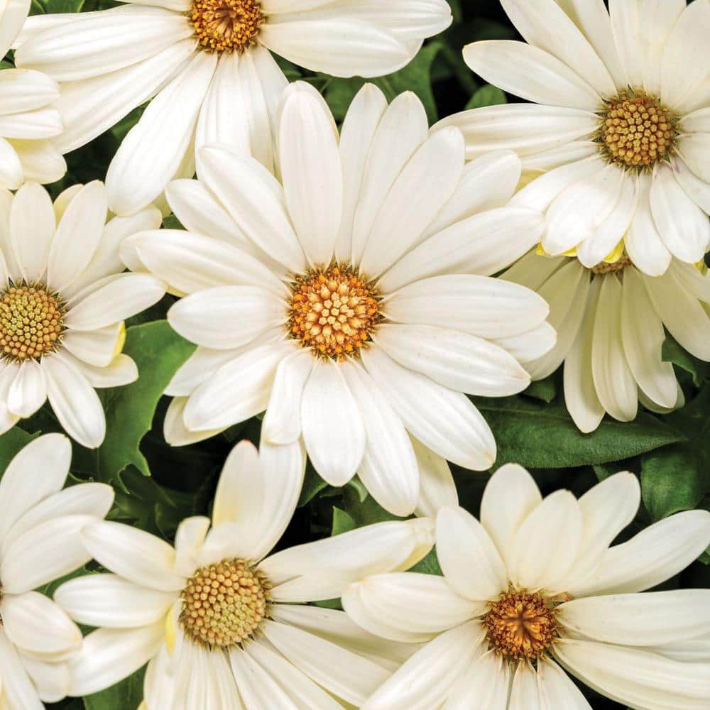 4.25 in. Eco+Grande Bright Lights White African Daisy (Osteospermum) Live Plant, White Flowers (4-Pack) - Hercitys
