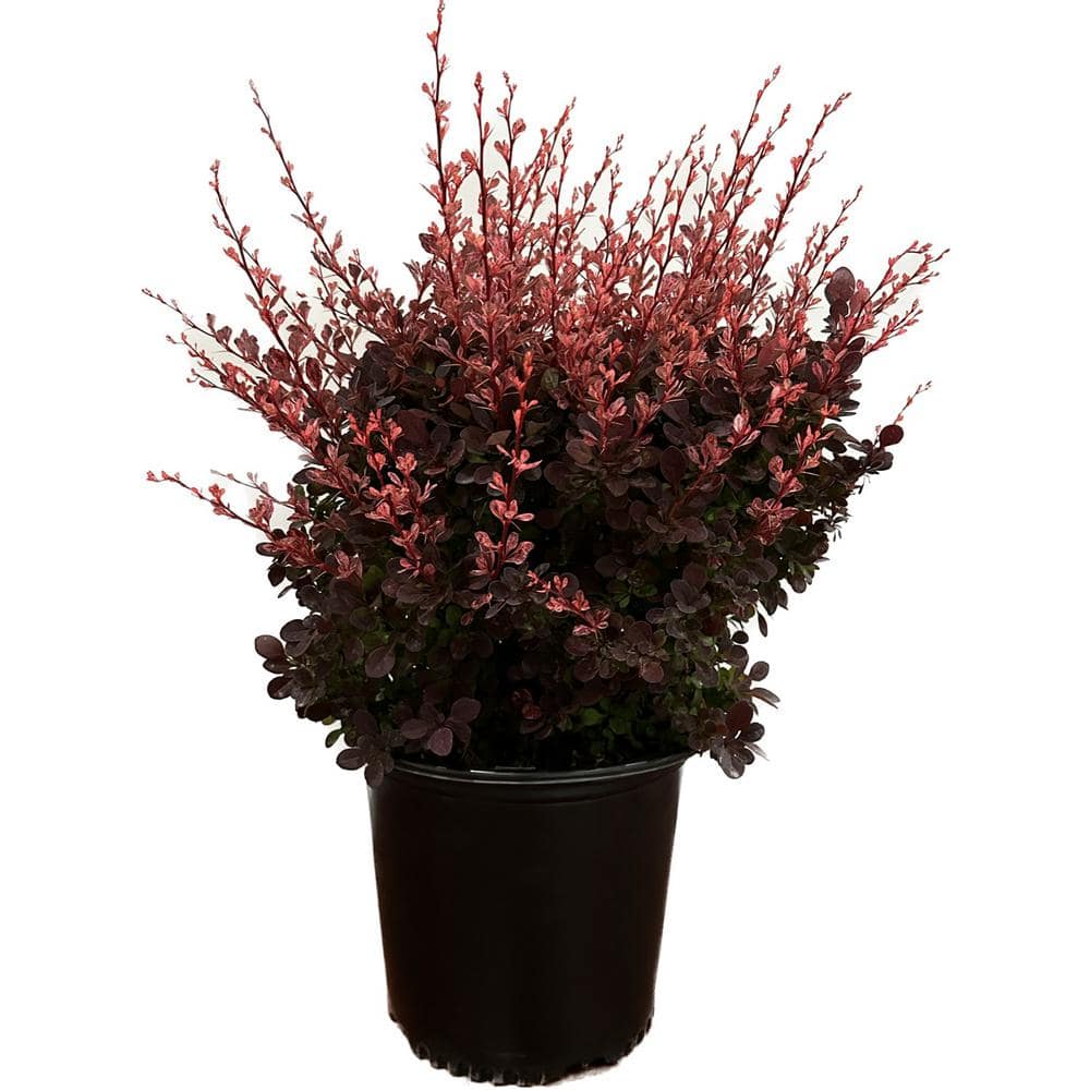 2.25 Gal. – Rose Glow Barberry Live Shrub with Deep Red, Purple Folliage and Pink Marbling - Hercitys