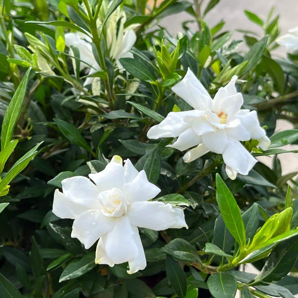 #5 Container Everblooming Gardenia Perennial Plant (2-Pack) - Hercitys
