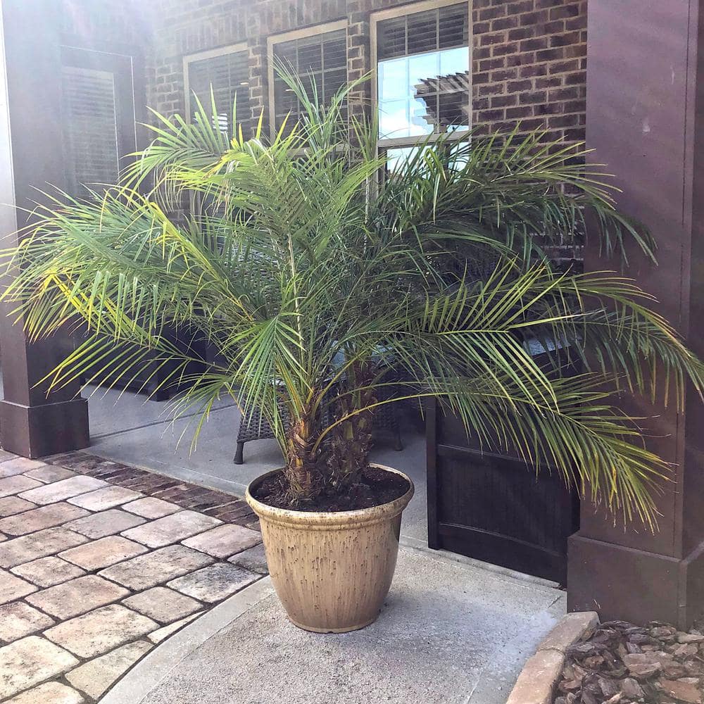 10 in. Roebellini Palm Tree with Long Rich Green Fronds - Hercitys