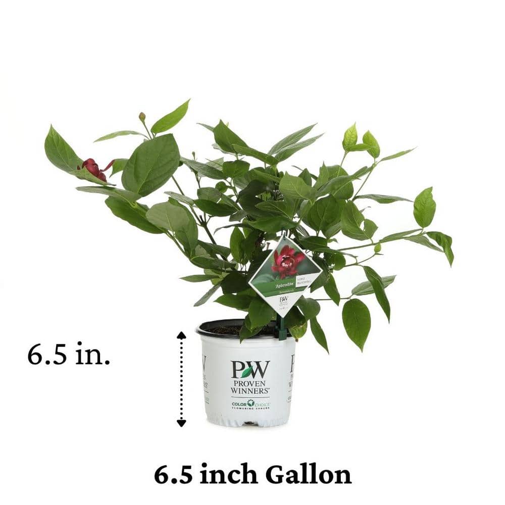1 Gal. Aphrodite Allspice Sweetshrub (Calycanthus) Live Shrub, Red Flowers - Hercitys