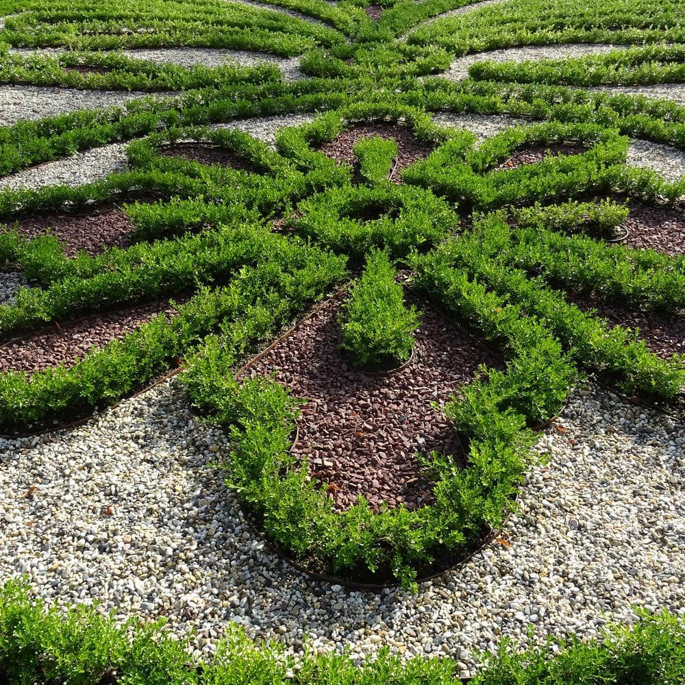 1 Gal. Renaissance Boxwood Shrub - Hercitys