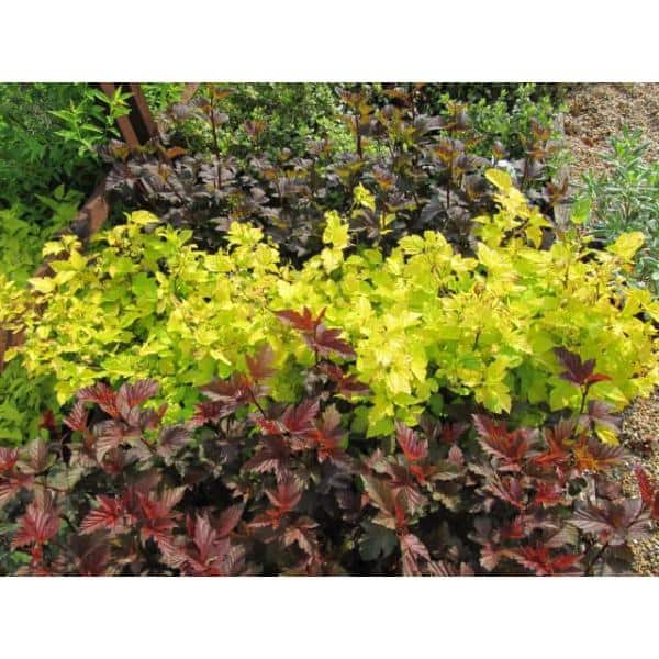 1 Gal. Diabolo Ninebark Shrub - Hercitys